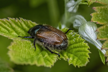 Phyllopertha horticola