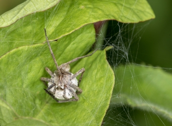 Pisaura mirabilis