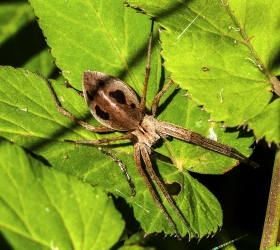 Pisaura mirabilis