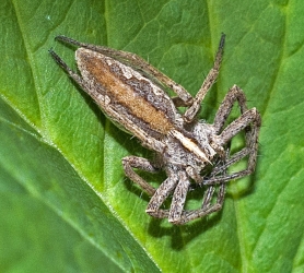 Pisaura mirabilis