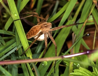 Pisaura mirabilis