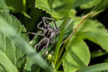 Pisaura mirabilis