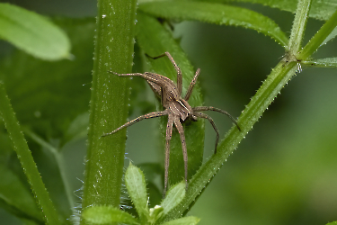 Pisaura mirabilis