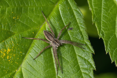 Pisaura mirabilis