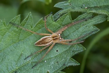 Pisaura mirabilis