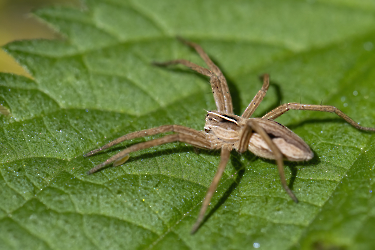 Pisaura mirabilis