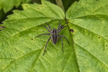 Pisaura mirabilis