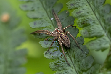 Pisaura mirabilis