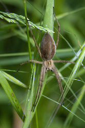 Pisaura mirabilis