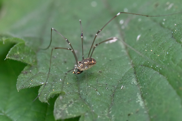 Platybunus spec.