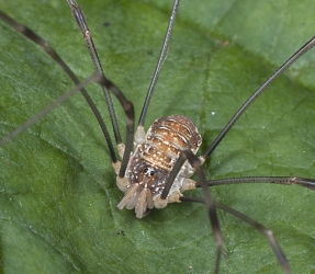 Platyburnus triangularis