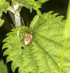 Platyburnus triangularis