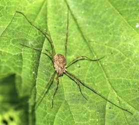 Platyburnus triangularis