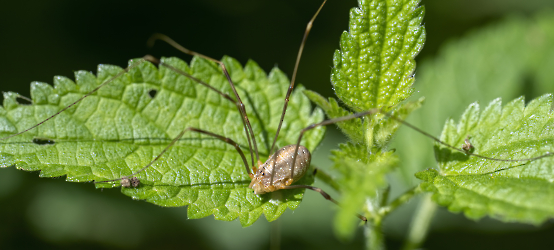 Rilaena triangularis