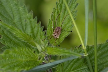 Rilaena triangularis