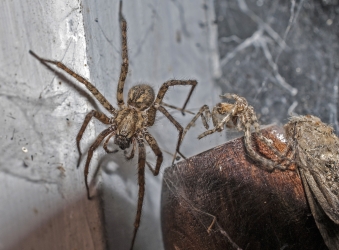 Tegenaria domestica