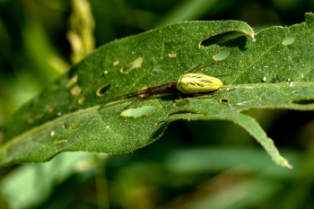 Tetragnatha extensa