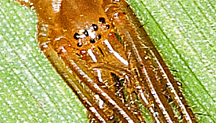 Tetragnatha extensa