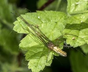 Tetragnatha extensa