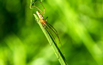 Tetragnatha extensa