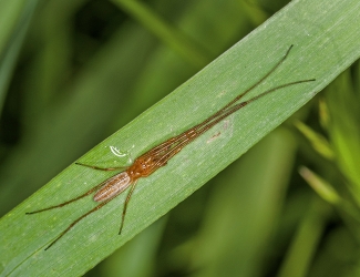 Tetragnatha extensa