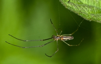 Tetragnatha montana