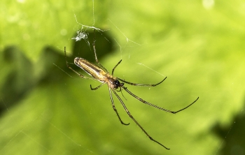 Tetragnatha montana