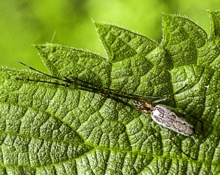 Tetragnatha montana