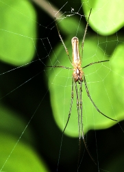 Tetragnatha montana