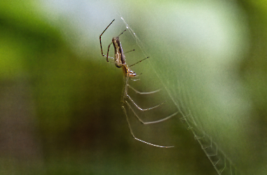 Tetragnatha montana