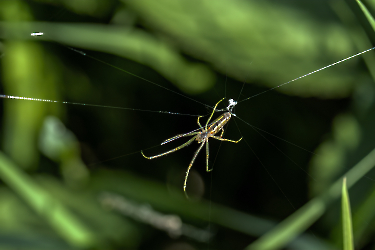 Tetragnatha montana