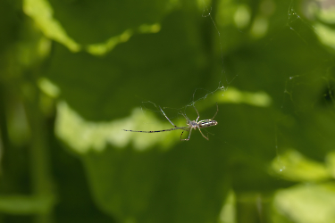 Tetragnatha montana