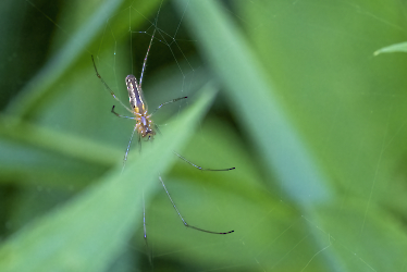 Tetragnatha montana