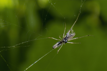 Tetragnatha montana