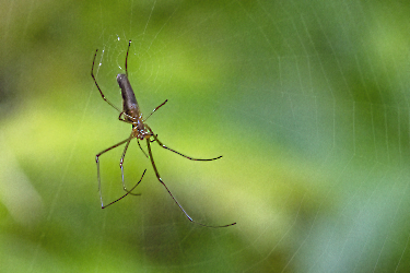 Tetragnatha montana