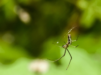 Tetragnatha nigrita