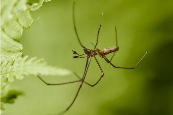 Tetragnatha nigrita