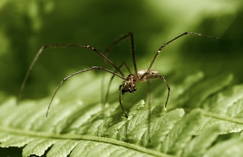 Tetragnatha nigrita