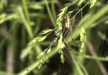 Tetragnatha nigrita