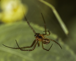 Tetragnatha nigrita