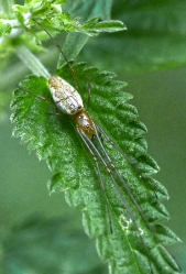 Tetragnatha spec. 03