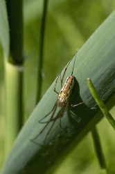 Tetragnatha spec.