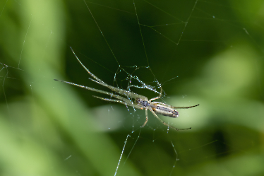 Tetragnatha spec.