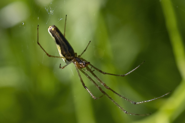 Tetragnatha spec.