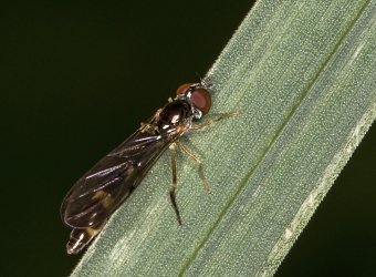 Baccha elongata