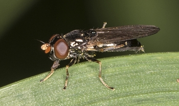 Cheilosia pagana