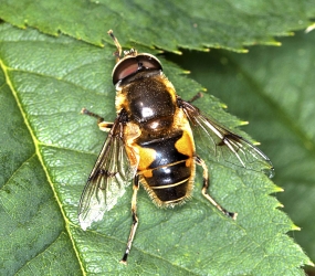 Eristalis horticola