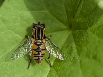 Helophilus pendulus