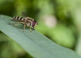 Parasyrphus punctulatus