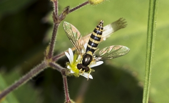 Sphaerophoria spec